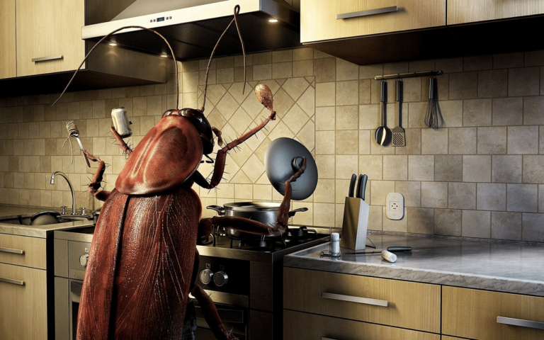 Dealing With Bugs In The Kitchen